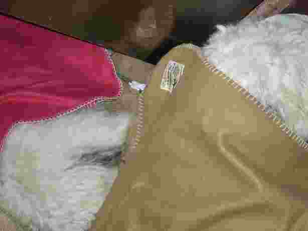 マニッシュもティアコも、毛布を掛けて寝ています